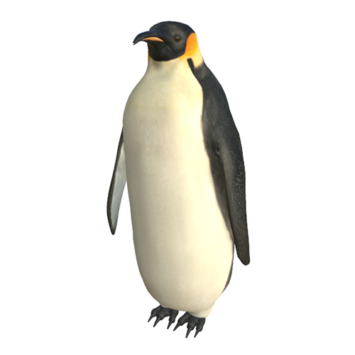 Penguin - Vidit AR