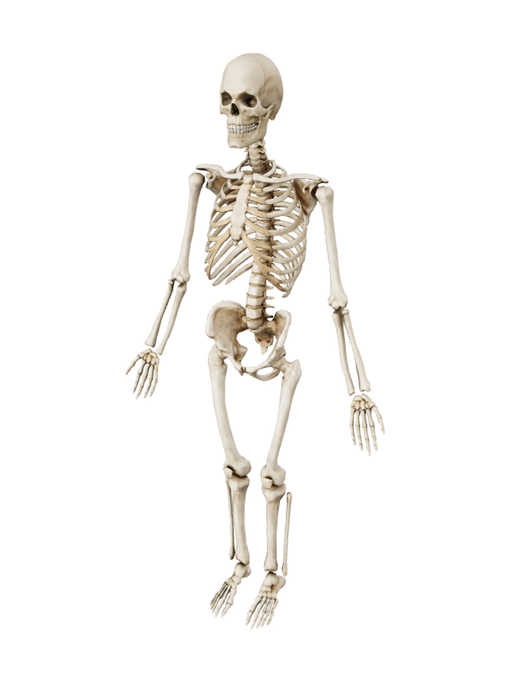 Skeleton - Vidit Ar